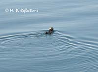 Sea otter, College Fjord, AK