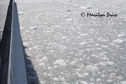 Floating through a slushy, College Fjord, AK