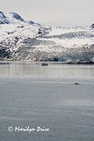 Johns Hopkins Glacier