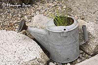 Chives growing in a watering can, Skagway, AK