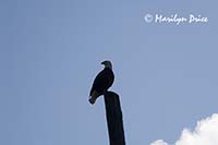 Bald eagle, Juneau, AK