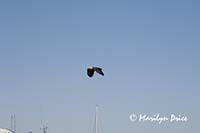 Bald eagle, Juneau, AK