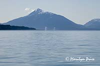 Two humpback whales blowing, Juneau, AK