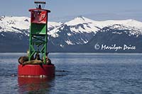 Stellar sea lions on a channel marker, Juneau, AK