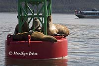 Stellar sea lions on a channel marker, Juneau, AK