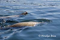 Stellar sea lions cavorting near our boat, Juneau, AK