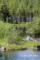 Brown bear near a stream, Juneau, AK