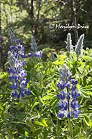 Lupin, Juneau, AK