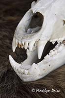 Brown bear skull and skin, Juneau, AK