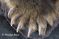 Brown bear claws, Juneau, AK