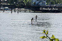 Stand up paddlers, Vancouver, BC