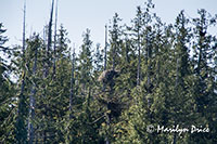 Bald Eagle nest, Misty Fjords National Monument Wilderness, AK