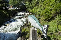 Salmon sculpture on Ketchikan Creek, Ketchikan, AK