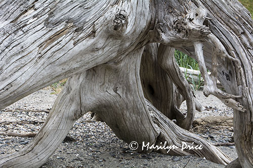 Driftwood stump, Petroglyph Beach, Wrangell, AK