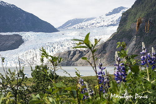 Mendenhall Glacier, Juneau, AK