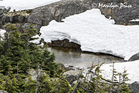 Small stream in Tormented Valley, Skagway, AK