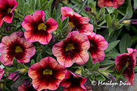 Petunias, Butchart Gardens, Victoria, BC