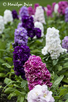 Snapdragons, Butchart Gardens, Victoria, BC