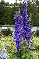 Stately Delphinium, Butchart Gardens, Victoria, BC