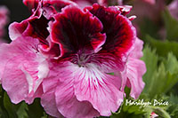 Geranium, Butchart Gardens, Victoria, BC