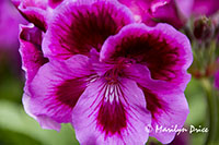 Geranium, Butchart Gardens, Victoria, BC