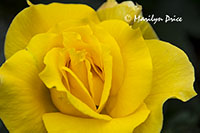 Rose, Butchart Gardens, Victoria, BC