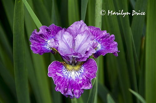 Iris, Butchart Gardens, Victoria, BC