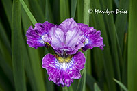 Iris, Butchart Gardens, Victoria, BC