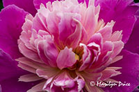 Peony, Butchart Gardens, Victoria, BC