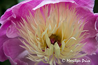 Peony, Butchart Gardens, Victoria, BC