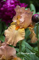 Iris, Butchart Gardens, Victoria, BC