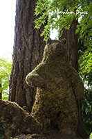 Topiary bear, Butchart Gardens, Victoria, BC