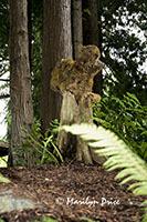 Topiary squirrel, Butchart Gardens, Victoria, BC