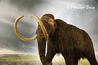 Wooly Mammoth, Royal British Columbia Museum, Victoria, BC