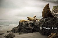 Coastal display, Royal British Columbia Museum, Victoria, BC