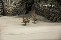 Birds in the coastal display, Royal British Columbia Museum, Victoria, BC