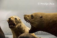 Seals in the coastal display, Royal British Columbia Museum, Victoria, BC