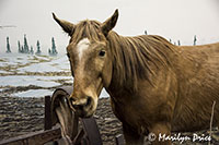 Horse in the farmyard display, Royal British Columbia Museum, Victoria, BC