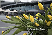 Display of yellow tulips at the airport, Amsterdam, Netherlands