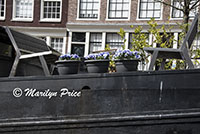 Pots of pansies on a houseboat seen on the canal cruise, Amsterdam, Netherlands