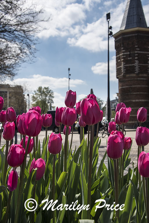 Tulips and Waag, the oldest surviving gatehouse for the city, Amsterdam, Netherlands