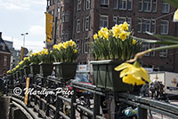 Daffodils on a bridge railing, Amsterdam, Netherlands