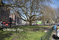 Large trees in a small park near Liedseplein, Amsterdam, Netherlands