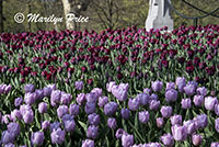 Tulips, Vondel Park, Amsterdam, Netherlands