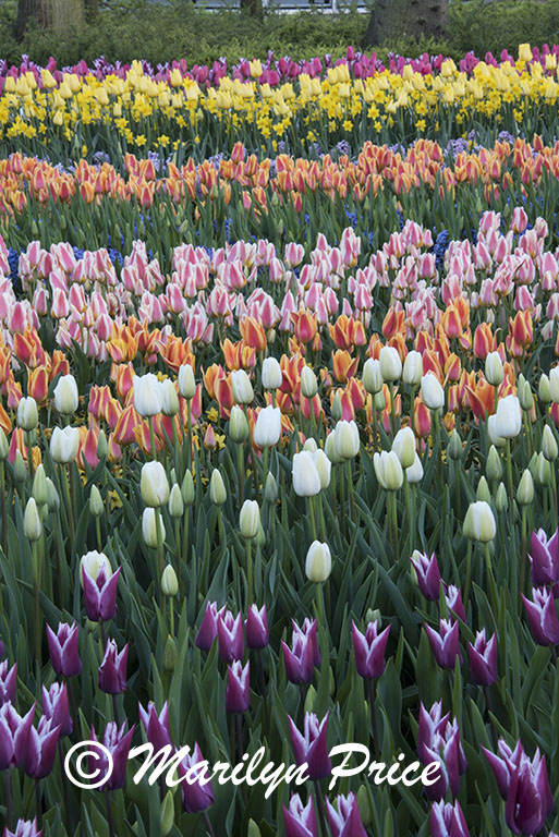 Tulips, Keukenhof Gardens, Netherlands