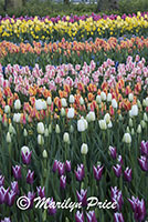 Tulips, Keukenhof Gardens, Netherlands