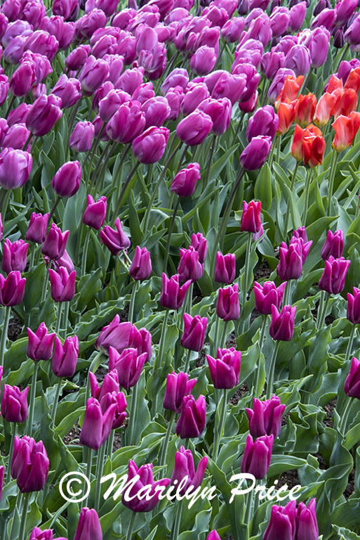 Tulips, Keukenhof Gardens, Netherlands