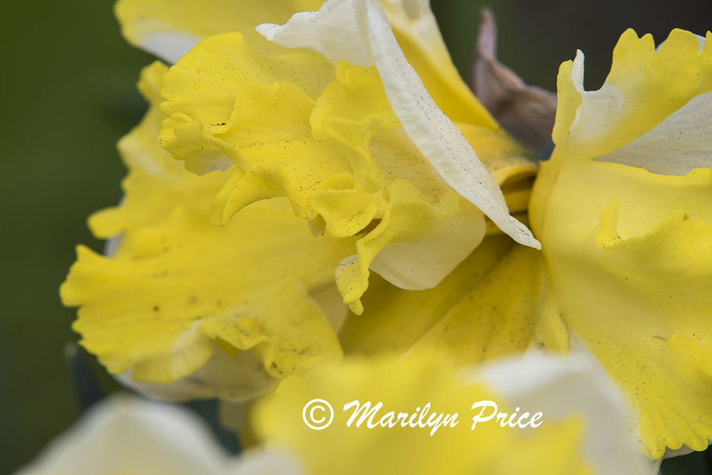 Daffodil (Banana Splash), Keukenhof Gardens, Netherlands