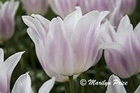 Tulips (Ballade Silver), Keukenhof Gardens, Netherlands