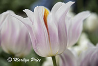 Tulips (Ballade Silver), Keukenhof Gardens, Netherlands